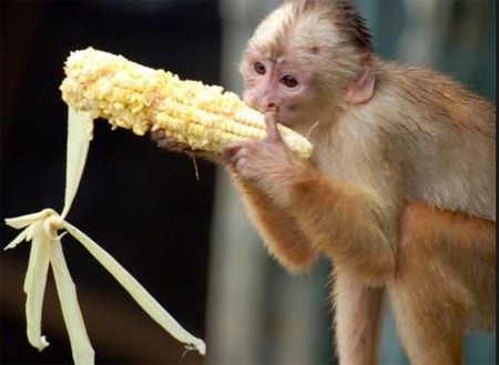 Netizen Nepal